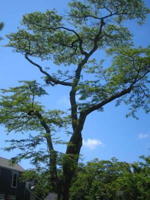 Nantucket Tree