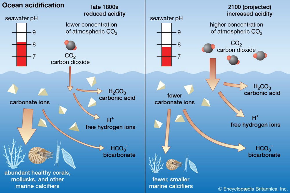 Graphic depicting Ocean Acidification.