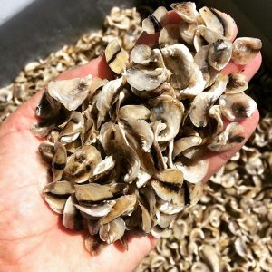 Oyster Seeds